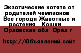  Экзотические котята от родителей чемпионов - Все города Животные и растения » Кошки   . Орловская обл.,Орел г.